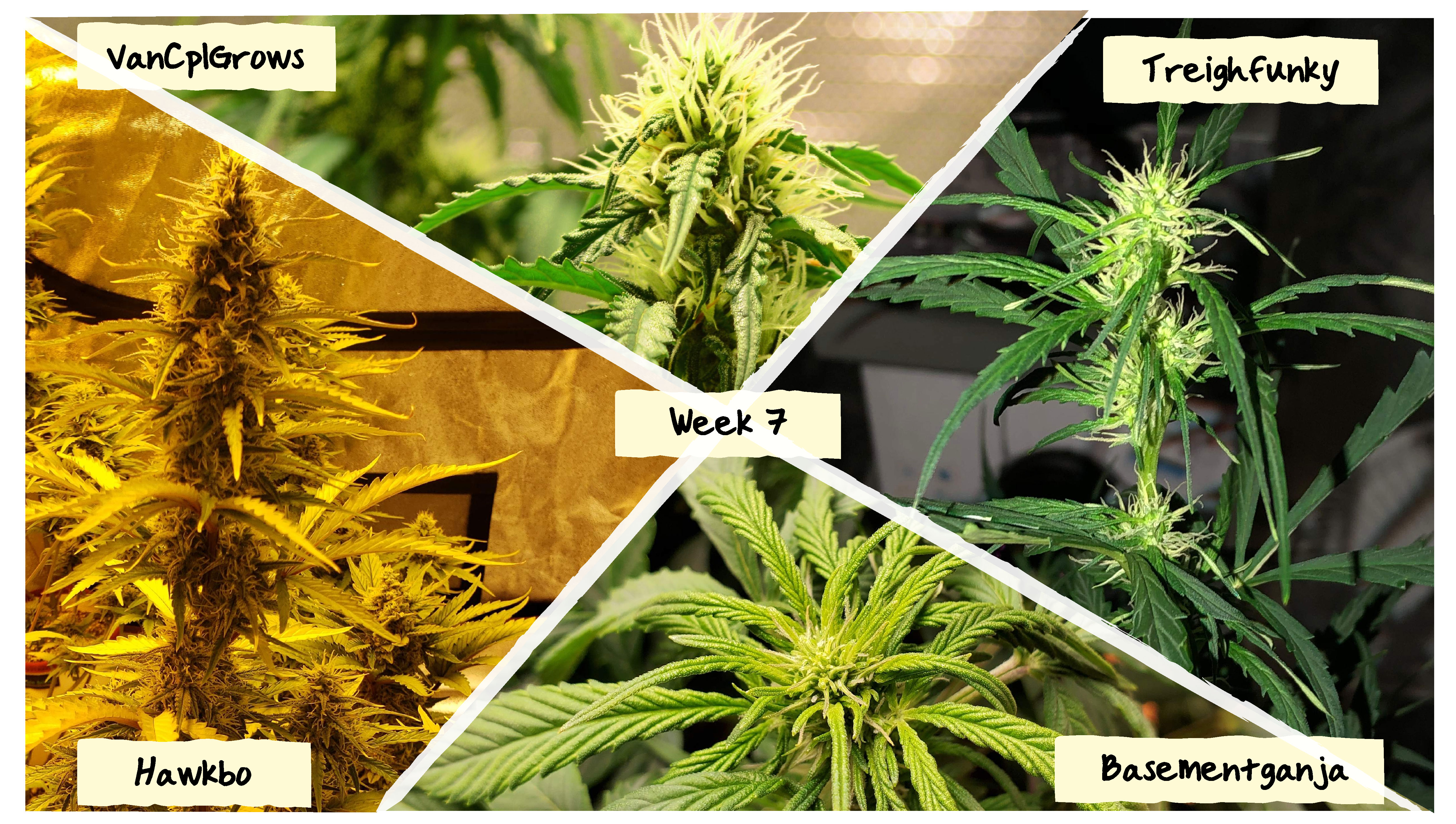 Week 7 Grow Progress