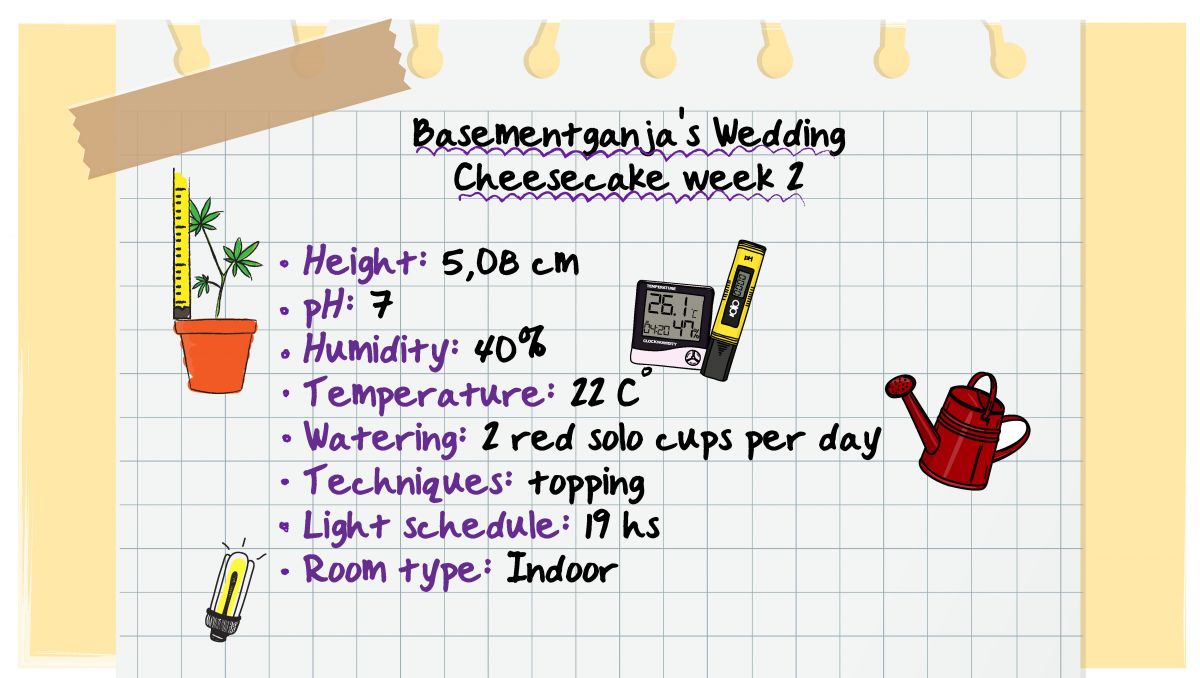 Week 2 - BasementGanja's specifications