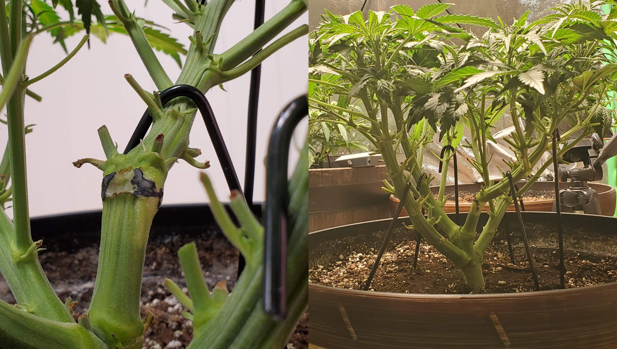 lollipopping Wedding Cheesecake Auto