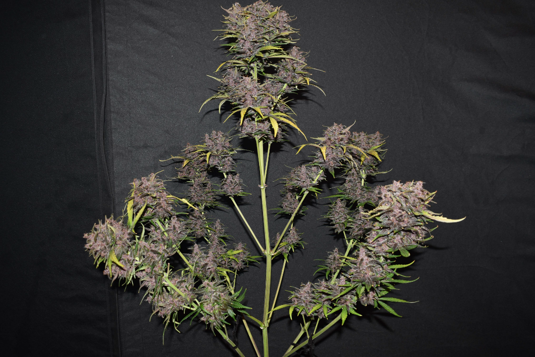 tripaholic88's Fast Buds' Blackberry.png