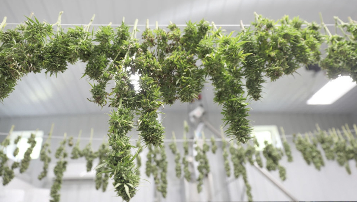 Cómo secar el cannabis: recorte en seco