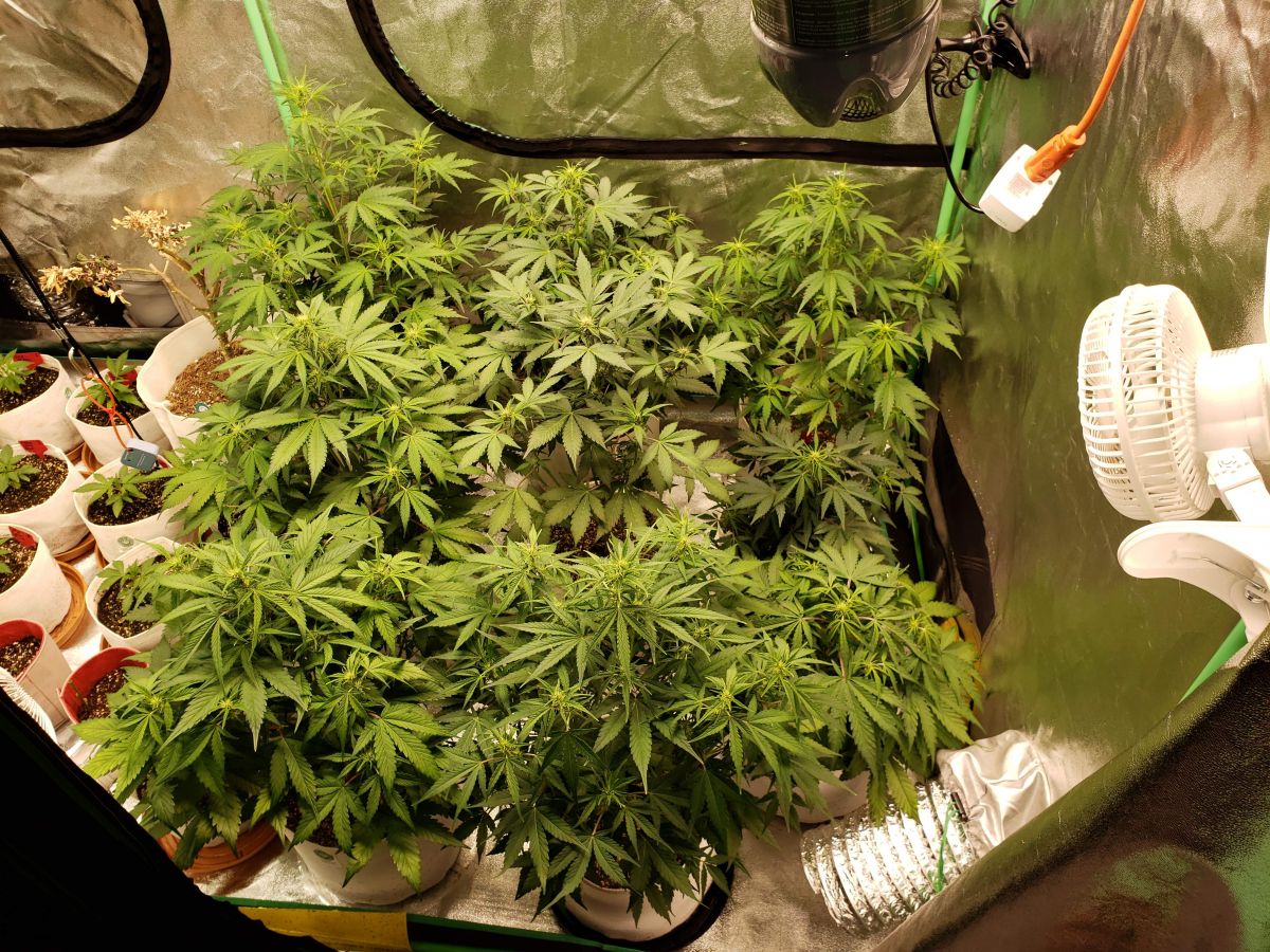 1306886_hawkbo-cream-cookies-fastbudsfastbudscream-cookies.jpg Hawkbo Cream Cookies