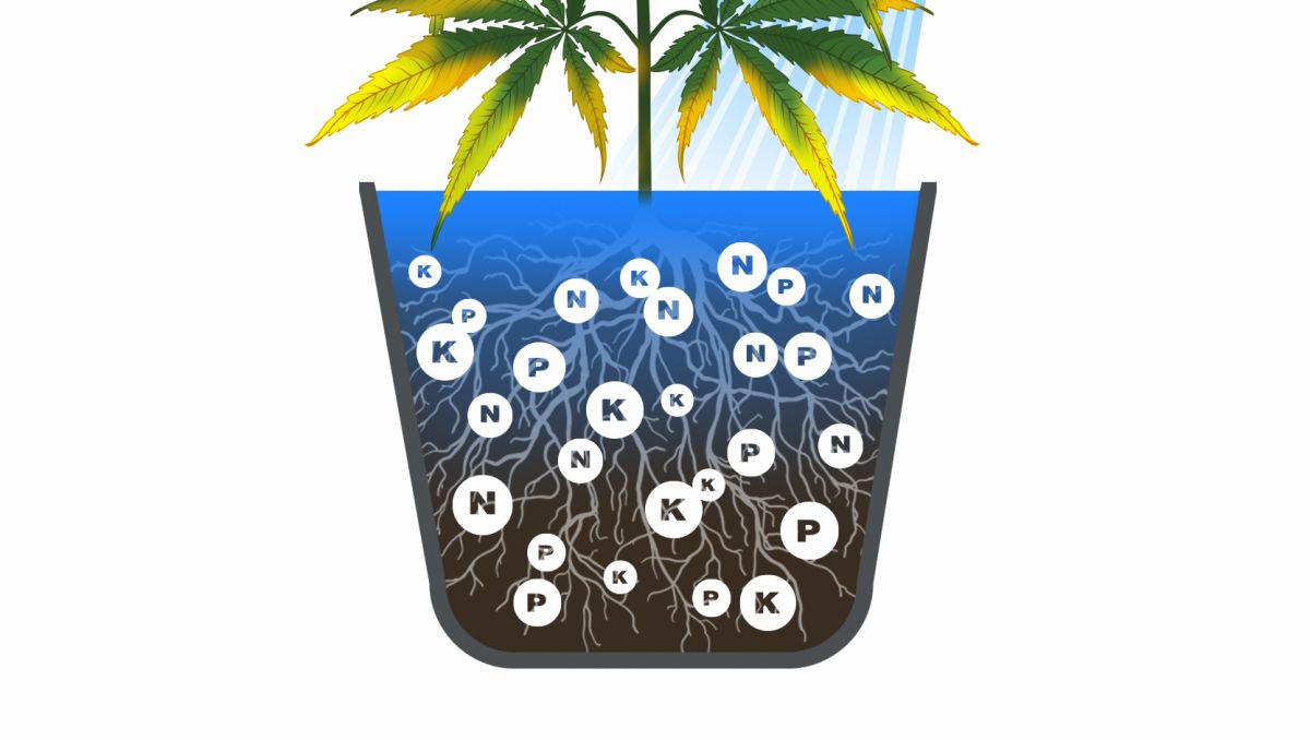 How often should I water my plants: overfeeding