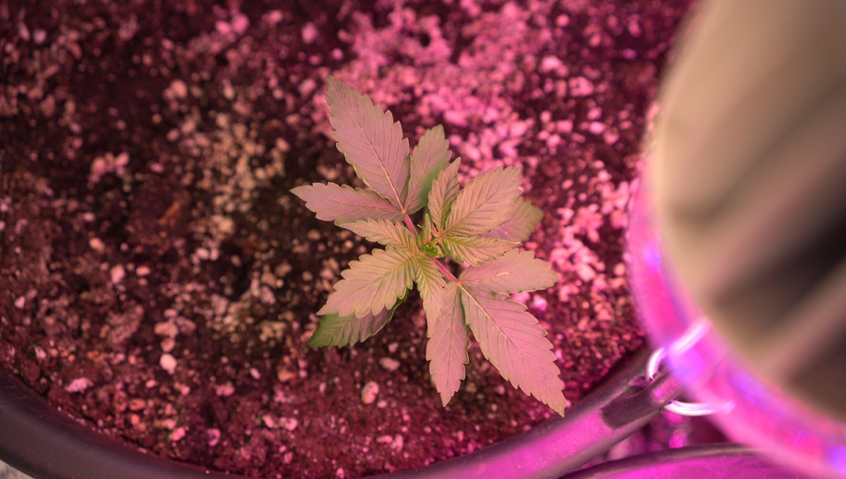 Grow Autoflowers with LEDs: disadvantages