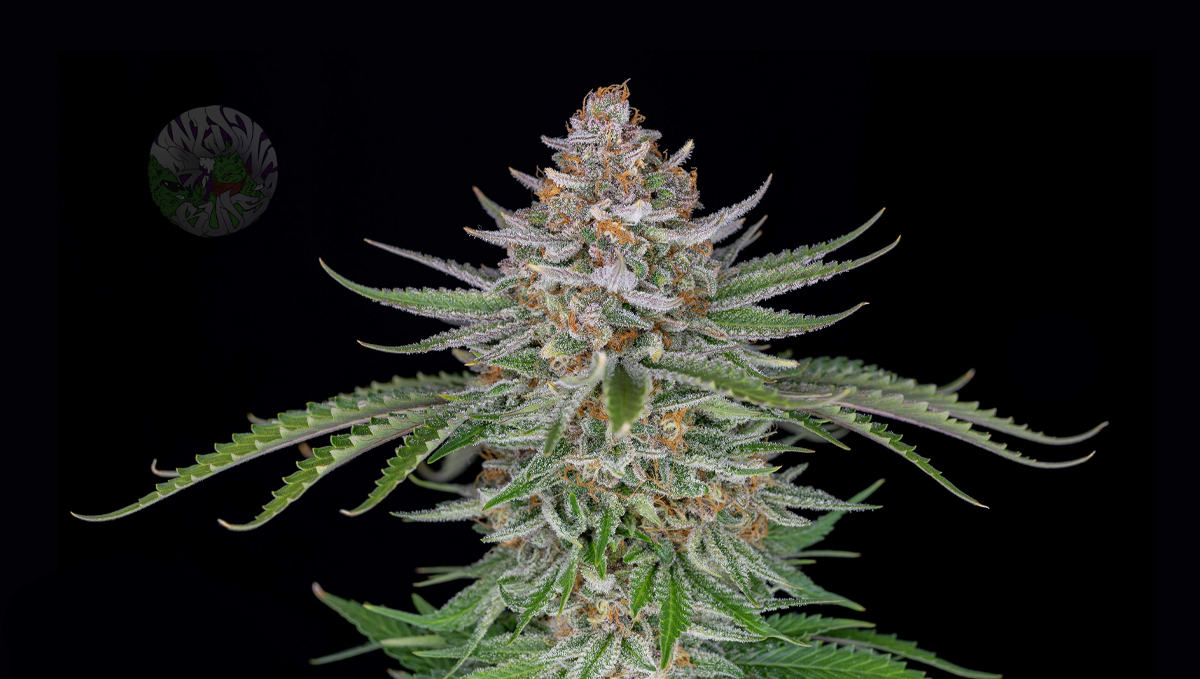 Can autoflowers grow in winter: strawberry pie auto Can autoflowers grow in winter: strawberry pie auto