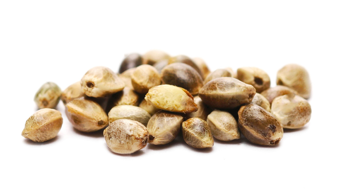 Detailaufnahme von Cannabissamen, die zur Keimung bereit sind