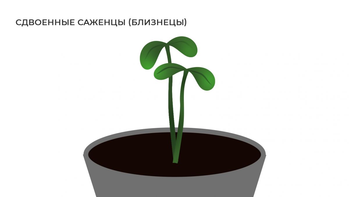 Распространенные мутации: сдвоенные саженцы