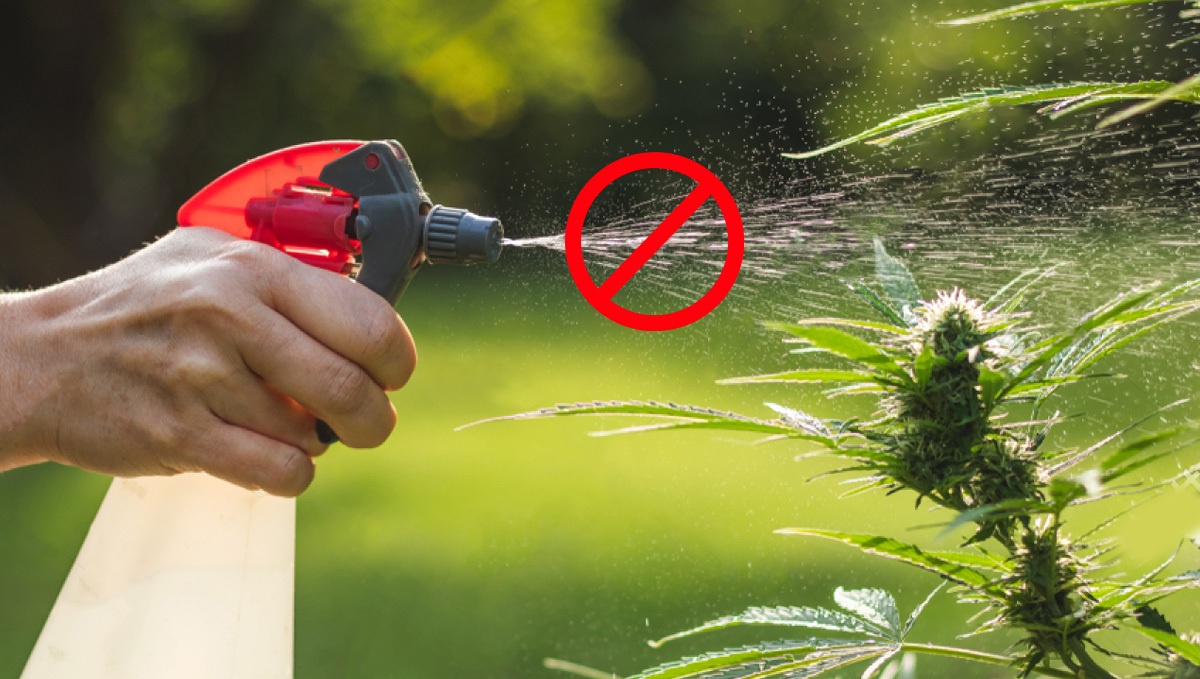 Organic pesticides for cannabis: Neem oil shouldn't be used on buds