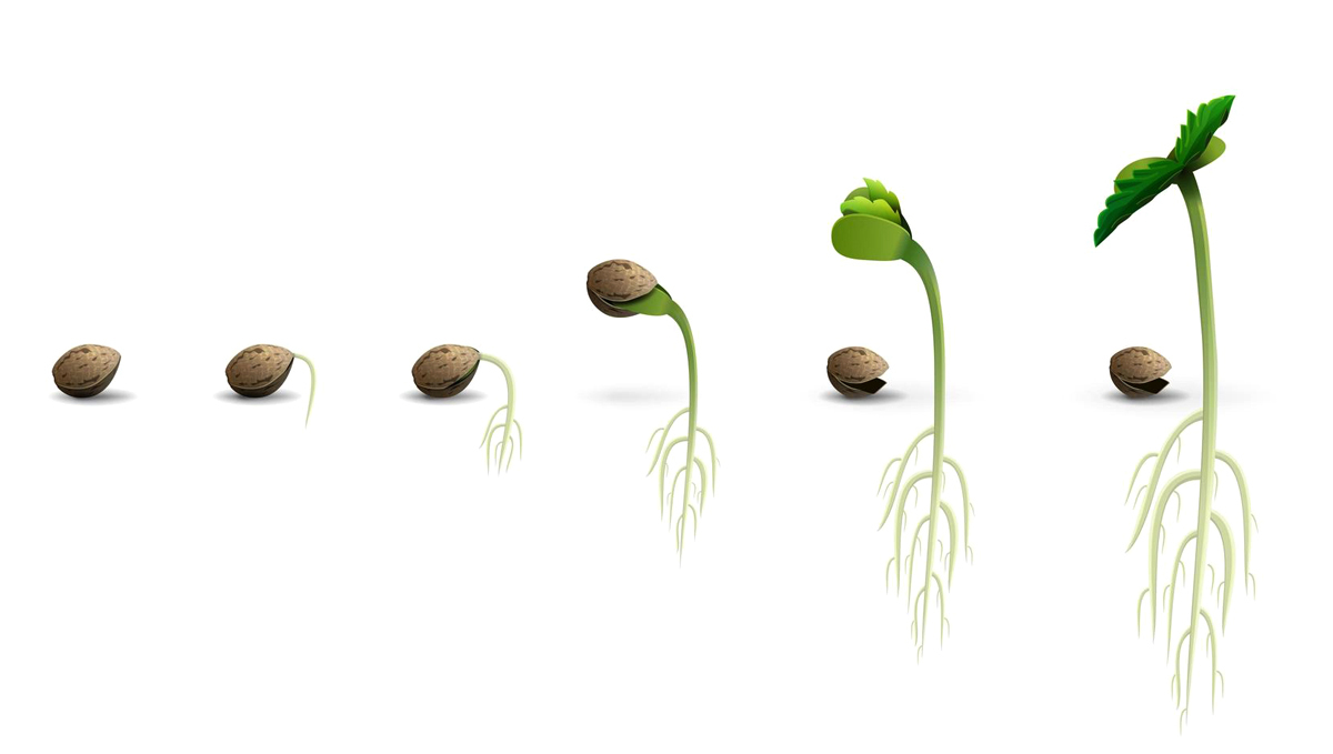 Cannabis plants anatomy: seed