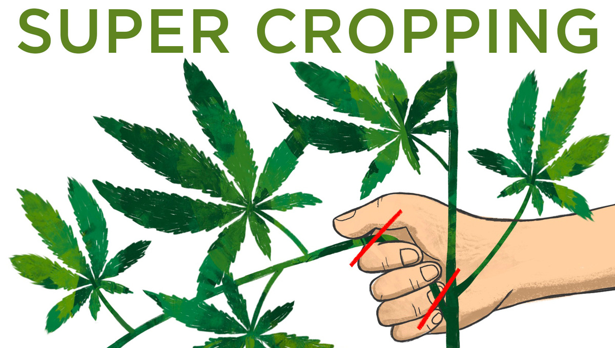 5 Top Tips On Training Your Cannabis Plants: Super cropping graph 5 Top Tips On Training Your Cannabis Plants: Super cropping graph