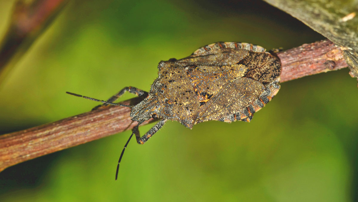 Stink bugs are a common pest found in cannabis plants. Stink bugs are a common pest found in cannabis plants.