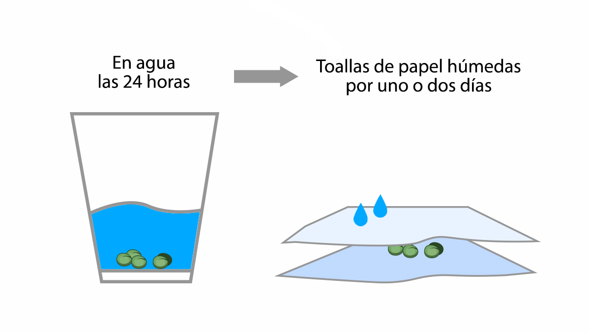  9 errores a evitar: germinación