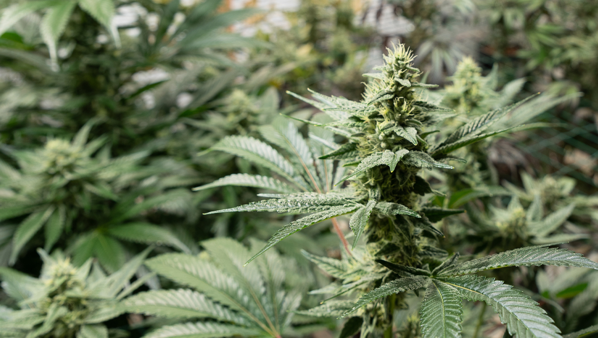 Canna feeding chart: cannaboost accelerator Canna feeding chart: cannaboost accelerator