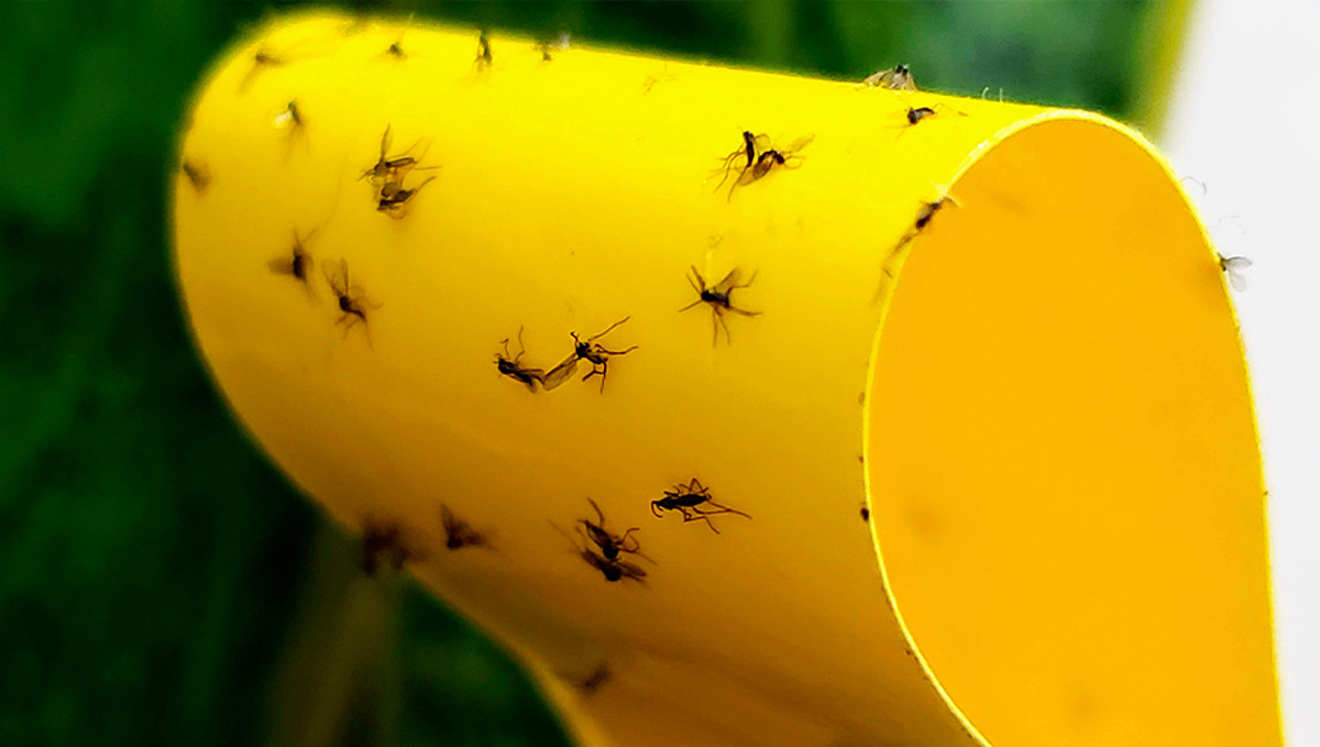 How to deal with fungus gnats