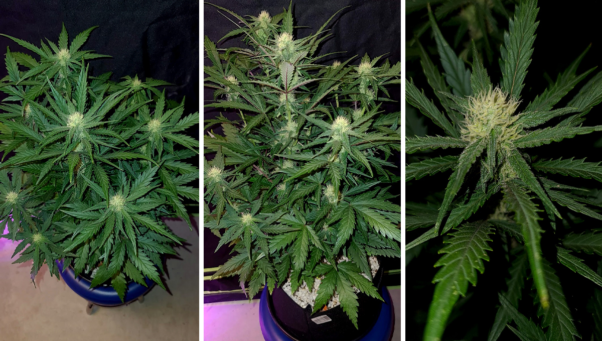 Chemdawg auto guide: week 6 Chemdawg auto guide: week 6