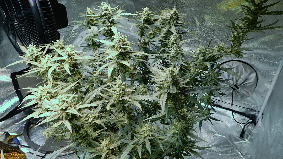 rhino ryder.jpg Fast Buds' Rhino Ryder Strain