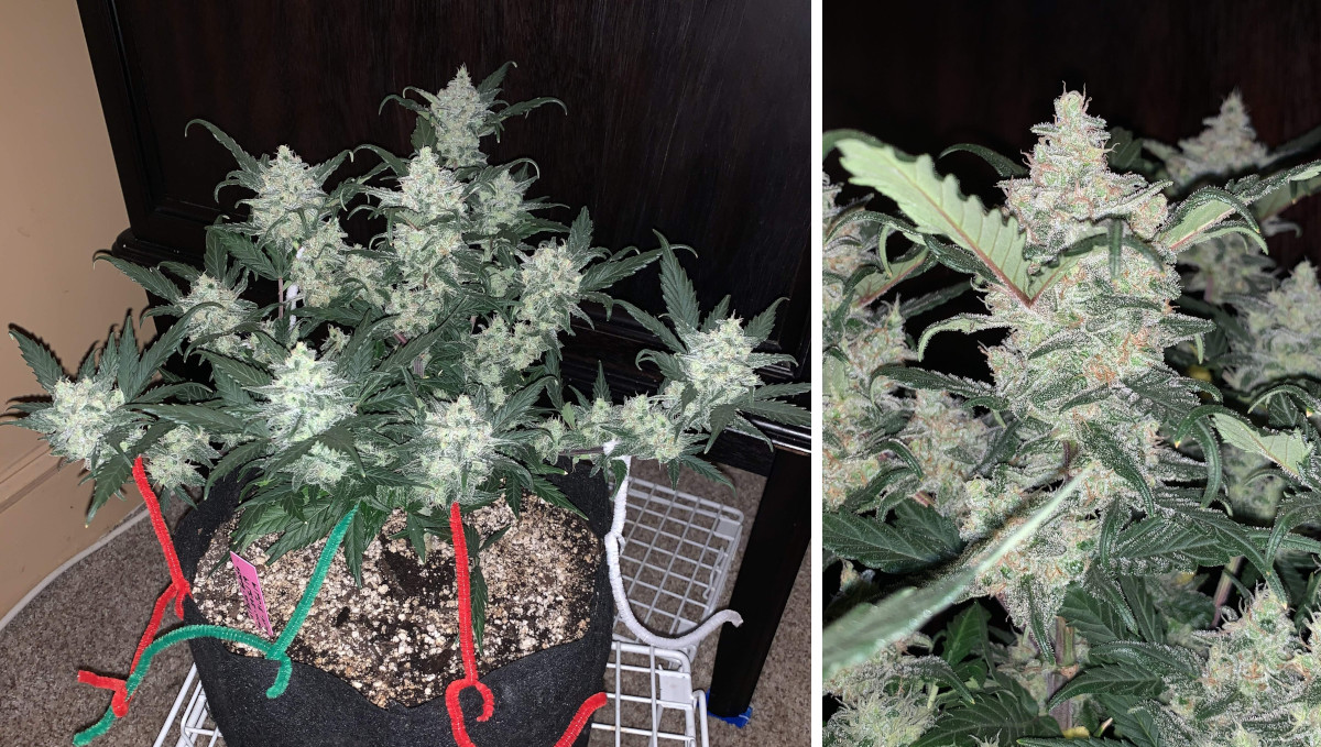 Gelato Auto Cannabis Strain Week-by-Week Guide: A compact weed bush with multiple frosty buds and a completely white cola Gelato Auto Cannabis Strain Week-by-Week Guide: A compact weed bush with multiple frosty buds and a completely white cola