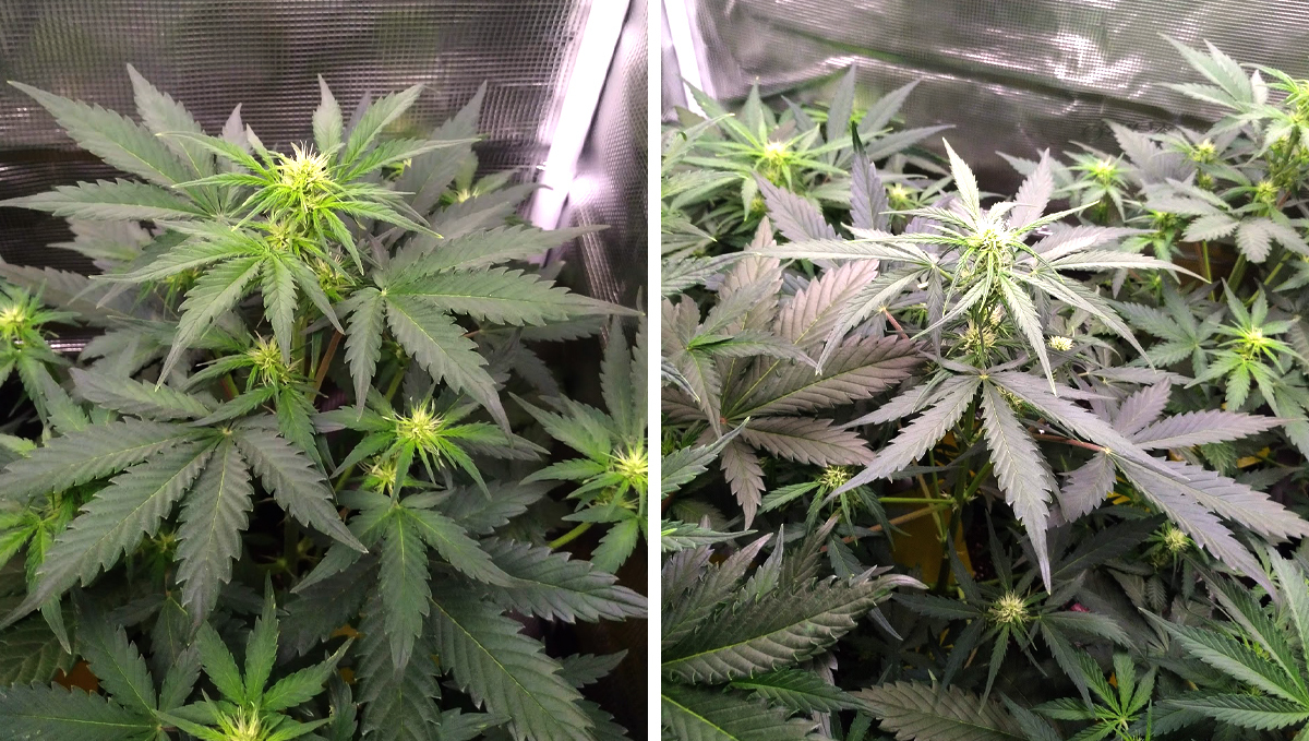 Die Vorblüte-Phase: Woche 2