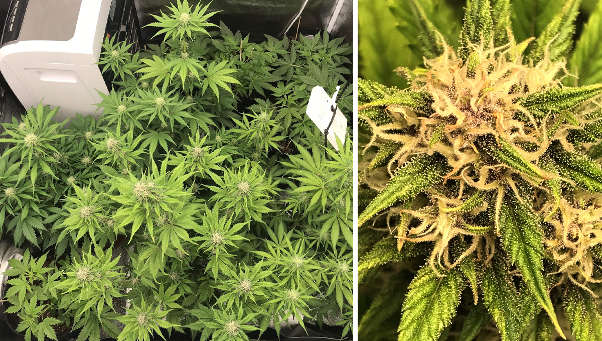 Northern Lights: week 7