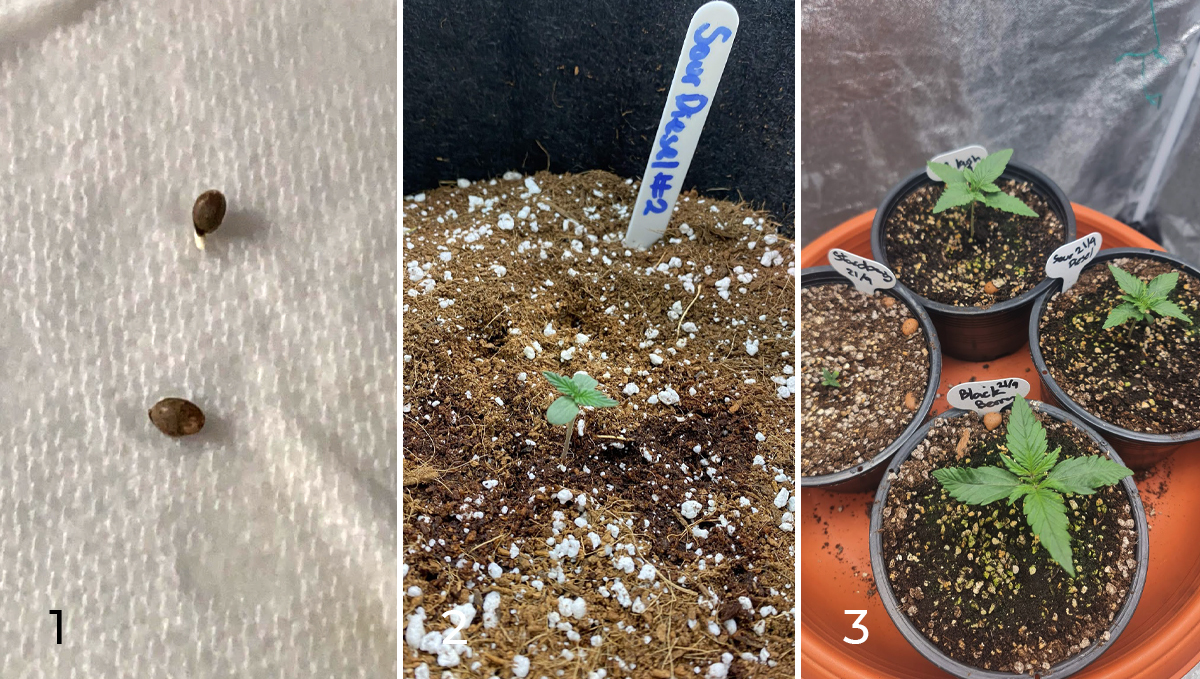 Sour diesel auto guide: week 1