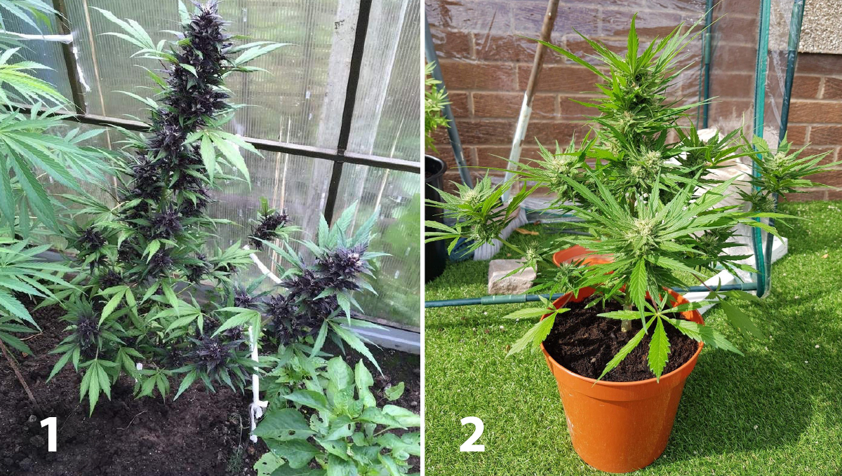 Outdoor cannabis grow in Italy: week 9 of plant growth