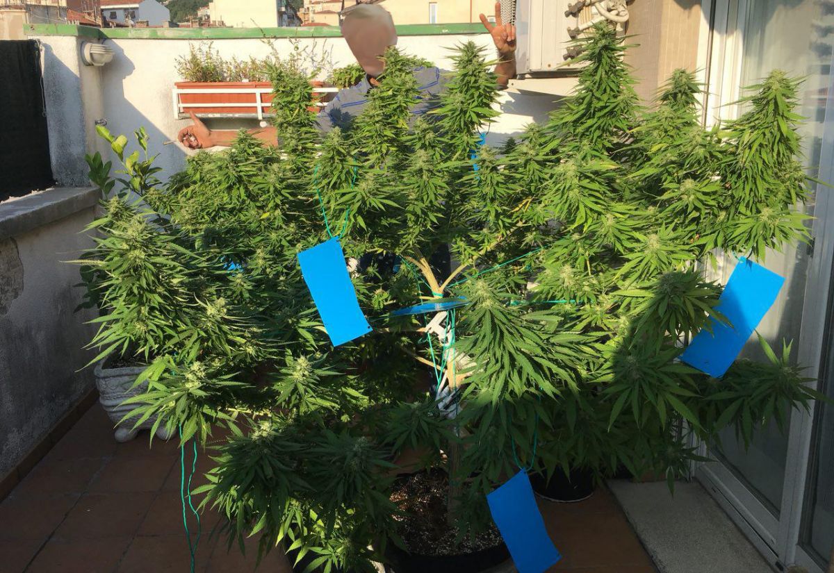 Fast Buds Gorilla Glue Grown Outdoors