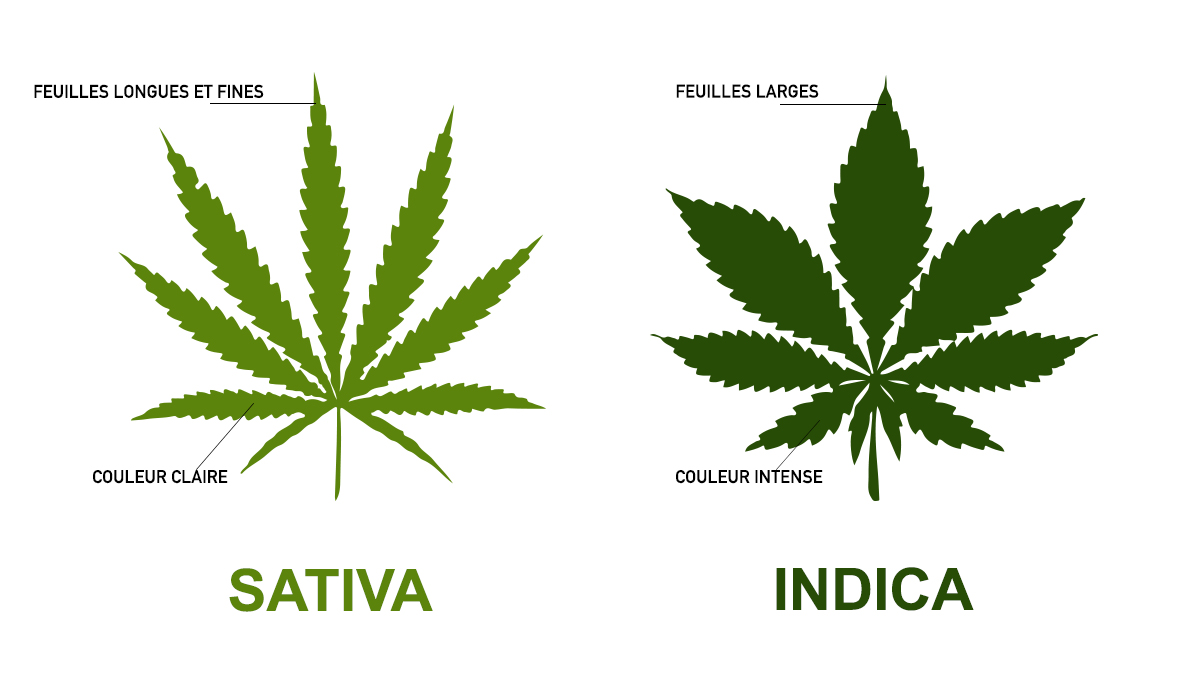 sativa_indica_fr.jpg Sativa Vs Indica: Feuilles