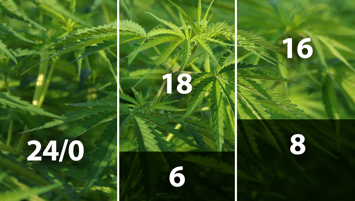 Best light schedule for cannabis in the vegetative stage: light schedules Best light schedule for cannabis in the vegetative stage: light schedules