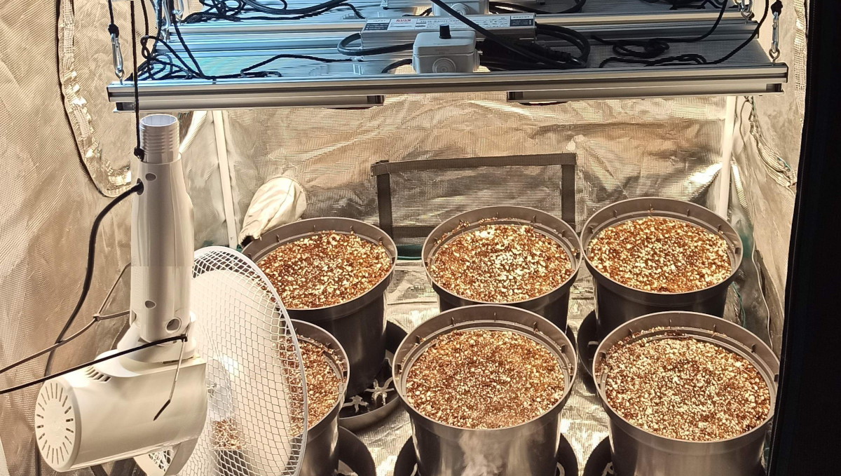 Strawberry Pie Auto Cannabis Strain Week-by-Week Guide: 6 plastic pots under LED quantum boards and an oscillating fan Strawberry Pie Auto Cannabis Strain Week-by-Week Guide: 6 plastic pots under LED quantum boards and an oscillating fan