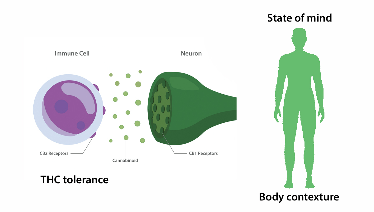 Factors that influence your THC tolerance Factors that influence your THC tolerance