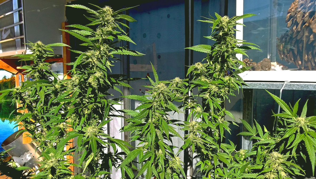 Check the light schedule your plants will get growing on your balcony.