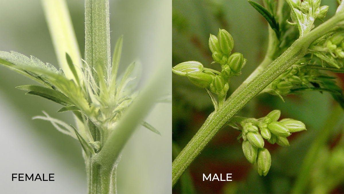 Cannabis plants anatomy: female vs male Cannabis plants anatomy: female vs male