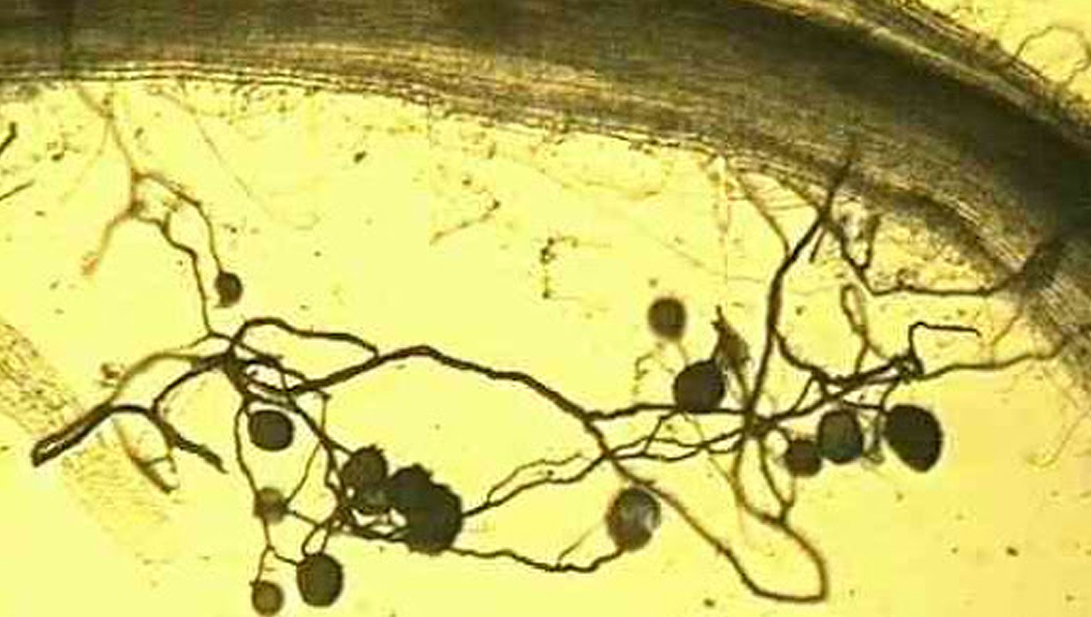 Cannabis and mycorrhizae: arbuscular fungi Cannabis and mycorrhizae: arbuscular fungi