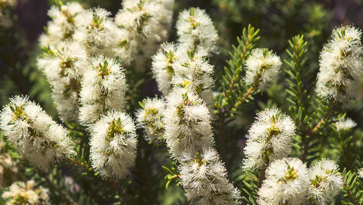 Tea tree oil is a traditional medicine treatment based on terpinolene terpenes. Tea tree oil is a traditional medicine treatment based on terpinolene terpenes.