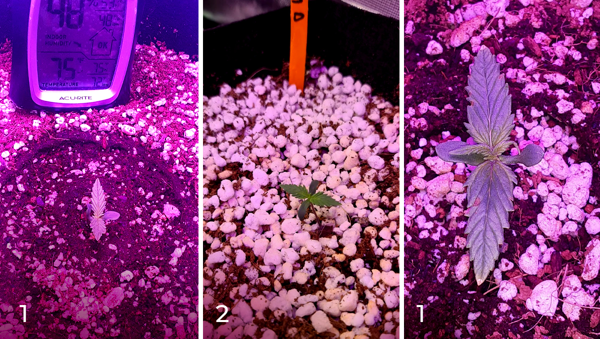 Chemdawg auto guide: week 1 Chemdawg auto guide: week 1