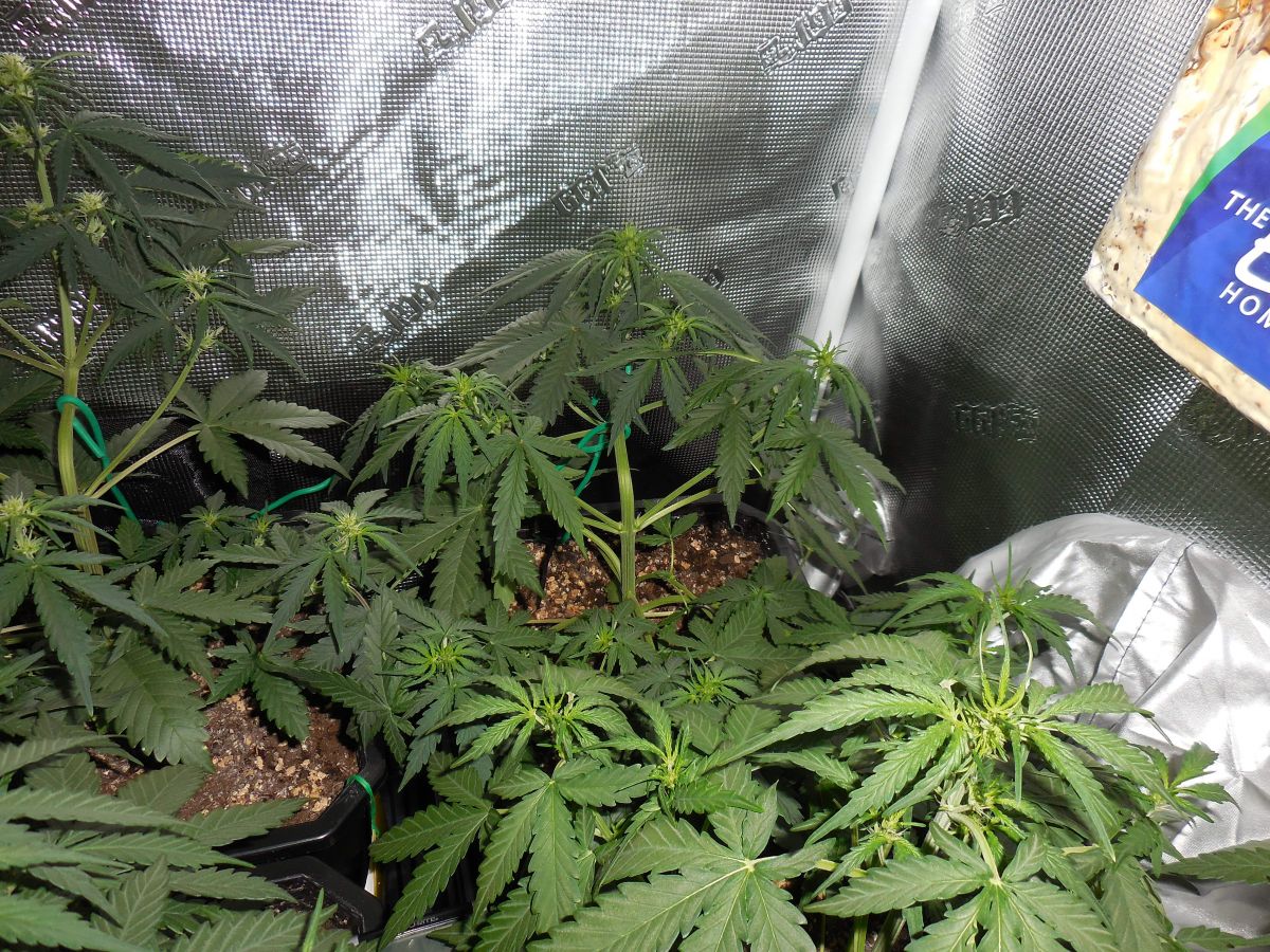 1352575_morning-lemon-ak-47-collaborationfastbudslemon-ak.jpg Lemon AK by philindicus