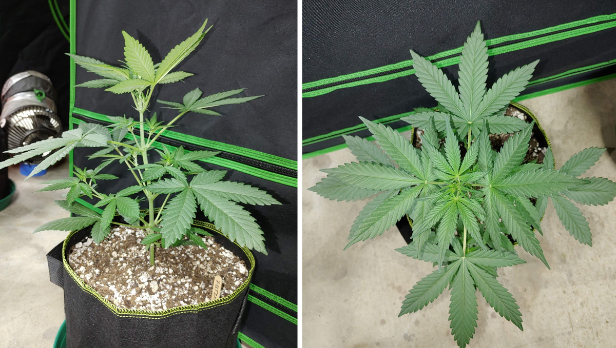 Jak dlouho trvá sklizeň samonakvétacích rostlin od výsevu do sklizně: 4. týden - pozdní vegetace Jak dlouho trvá sklizeň samonakvétacích rostlin od výsevu do sklizně: 4. týden - pozdní vegetace