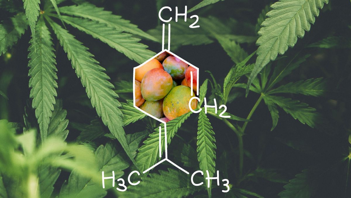 Myrcene terpenes molecule structure. Myrcene terpenes molecule structure.