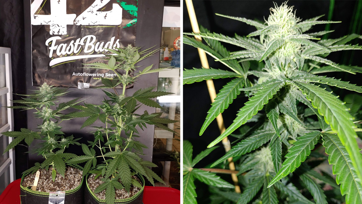 Jak dlouho trvají samonakvétací květy od výsevu do sklizně: 7. týden - první polovina kvetení Jak dlouho trvají samonakvétací květy od výsevu do sklizně: 7. týden - první polovina kvetení