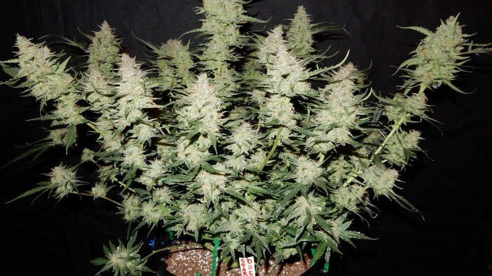 stardawg.jpg Fast Buds' Autoflowering Stardawg