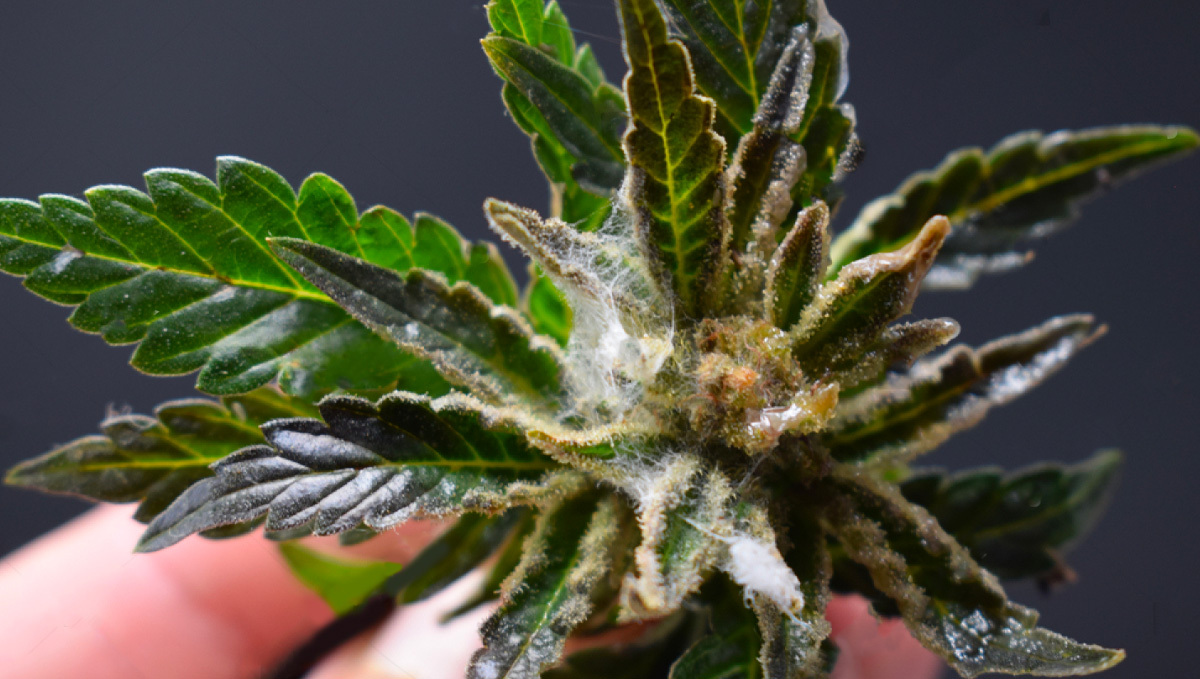 Botrytis on Cannabis plant