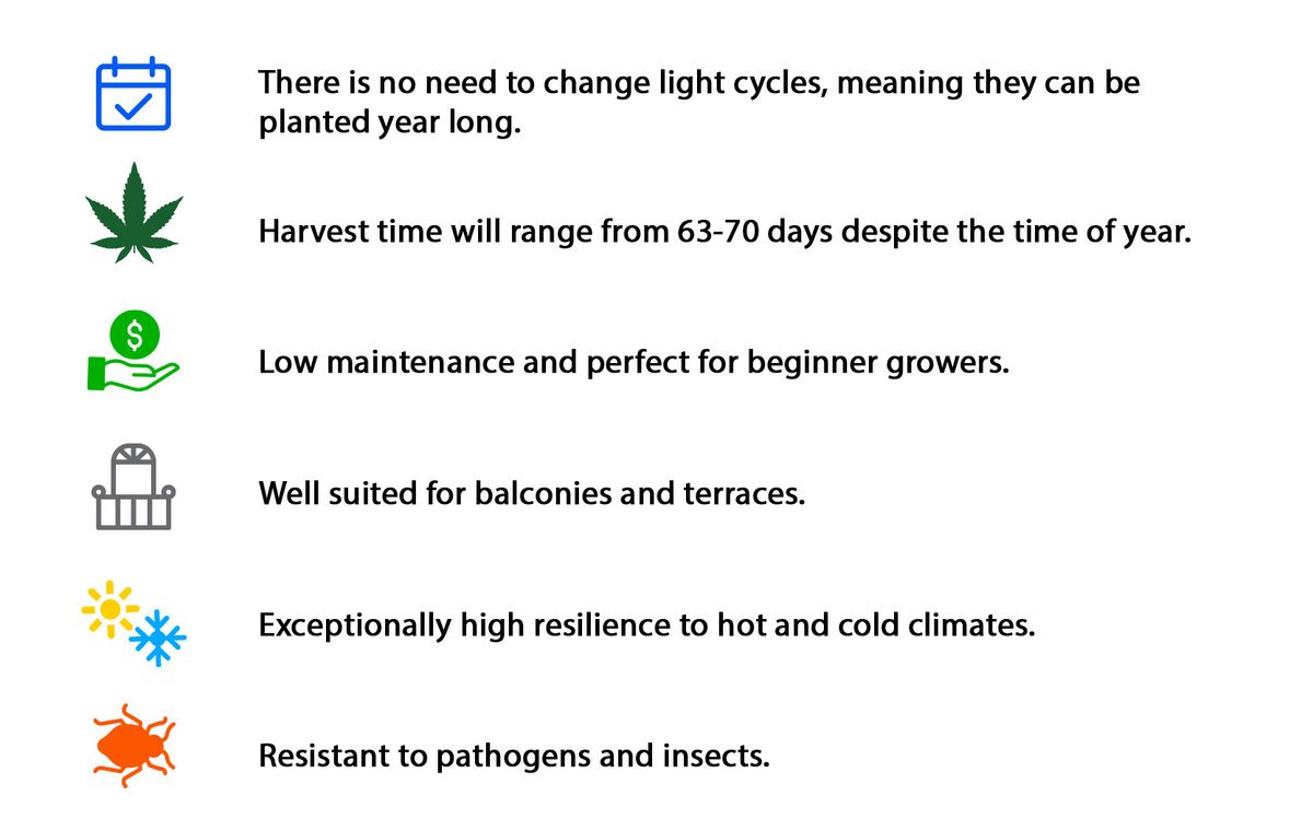 Infografik: Vorteile bei der Wahl von Autoflowering Strains