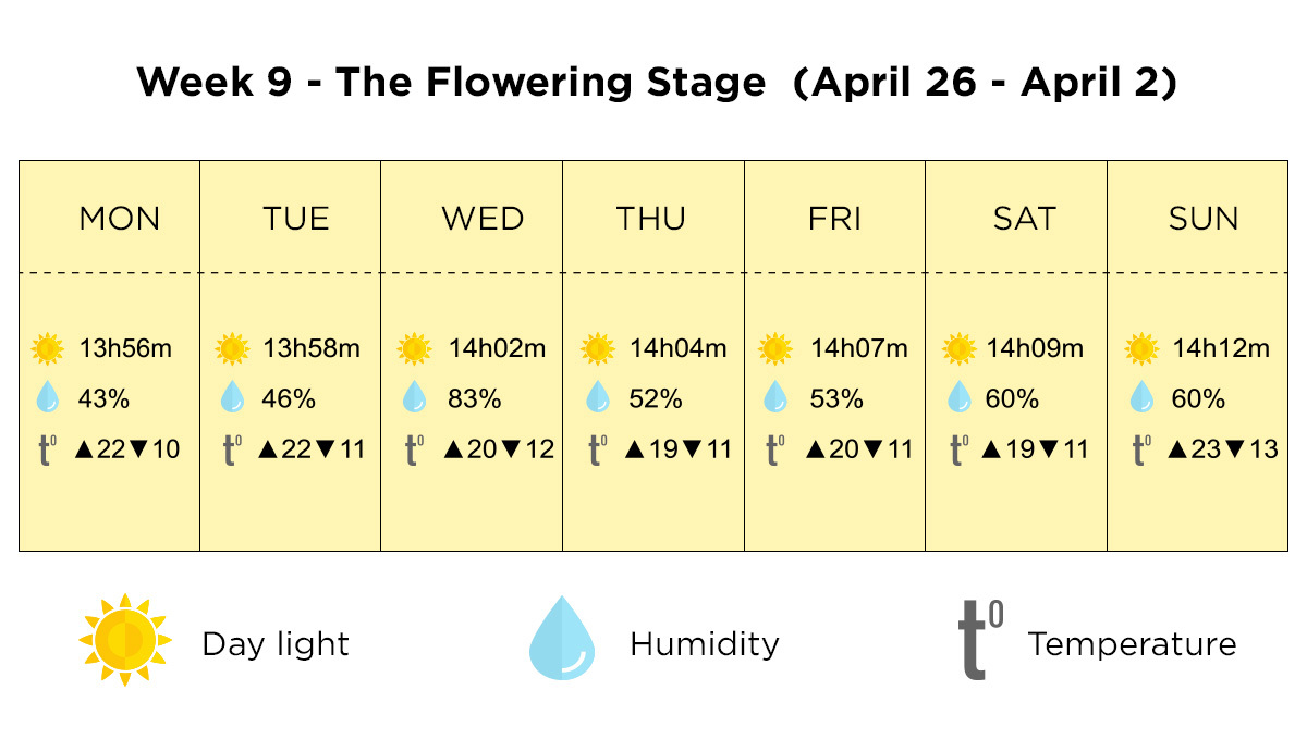 Growing cannabis outdoors in Italy: week 9 of the vegetative stage