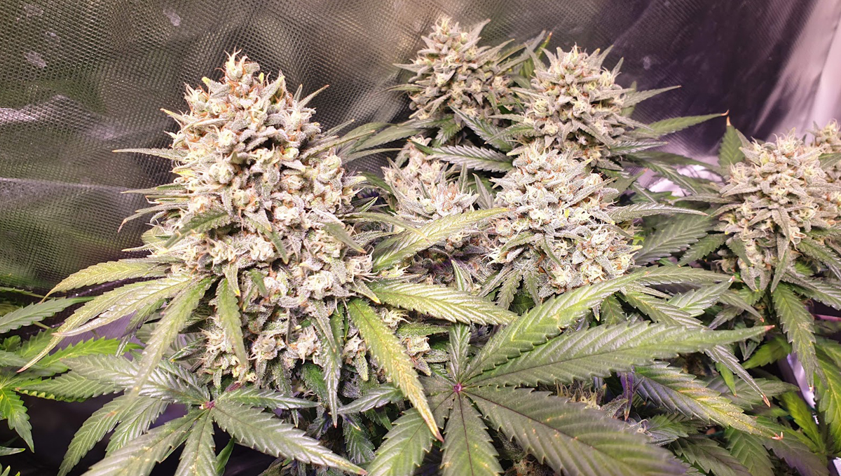 OG Kush Auto: week 9