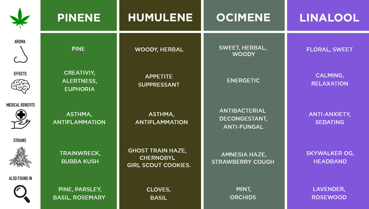 Most common terpenes and their effects