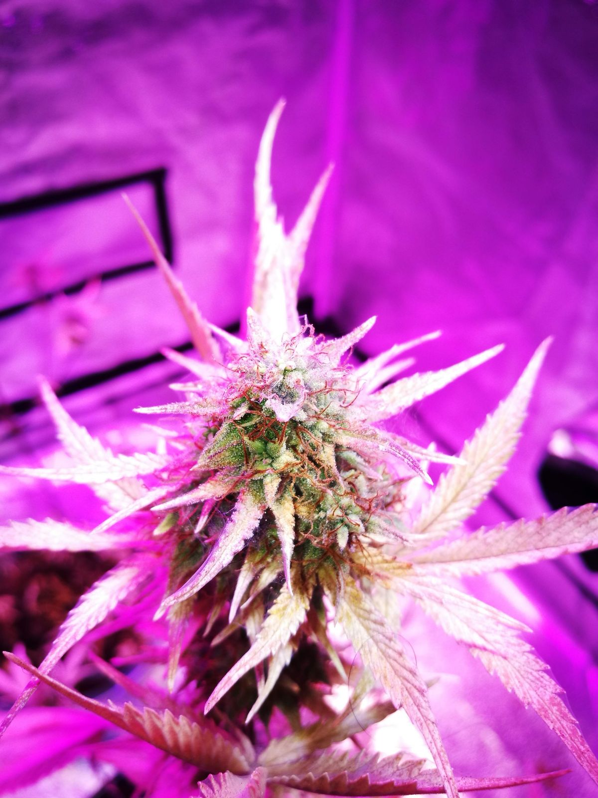 fastbuds Lemon AK by NorthernKnight.jpg