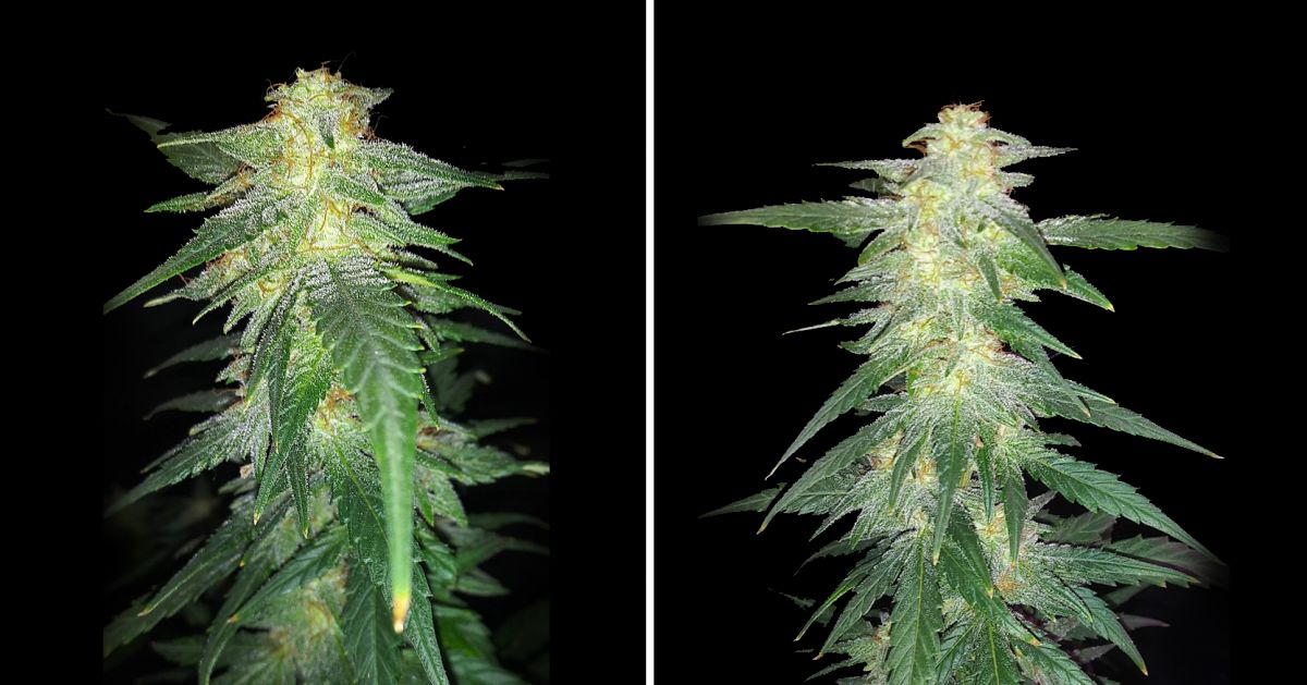 White Widow Auto guide: week 8