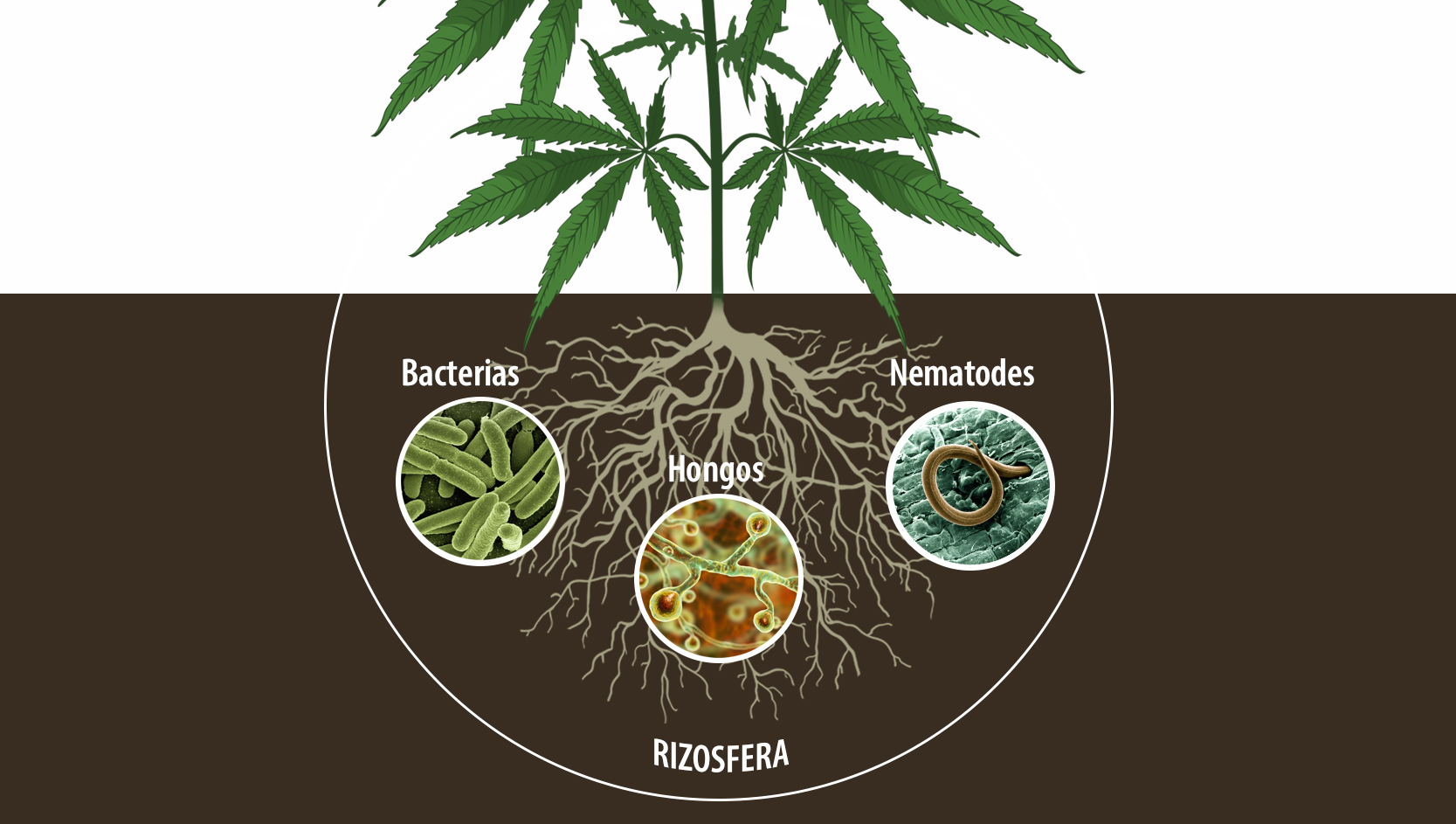  Beneficios de los microorganismos: mejora el sistema radicular