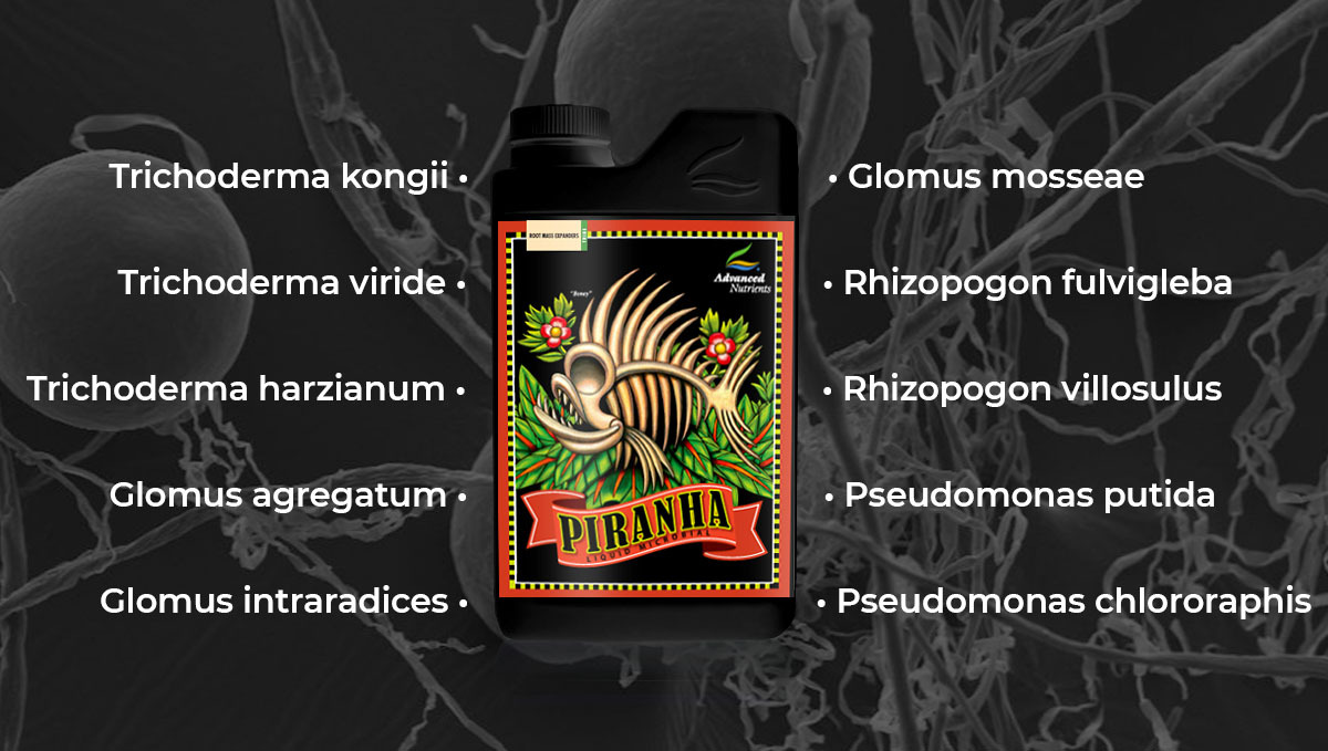 Advanced nutrients for autoflowers: piranha Advanced nutrients for autoflowers: piranha