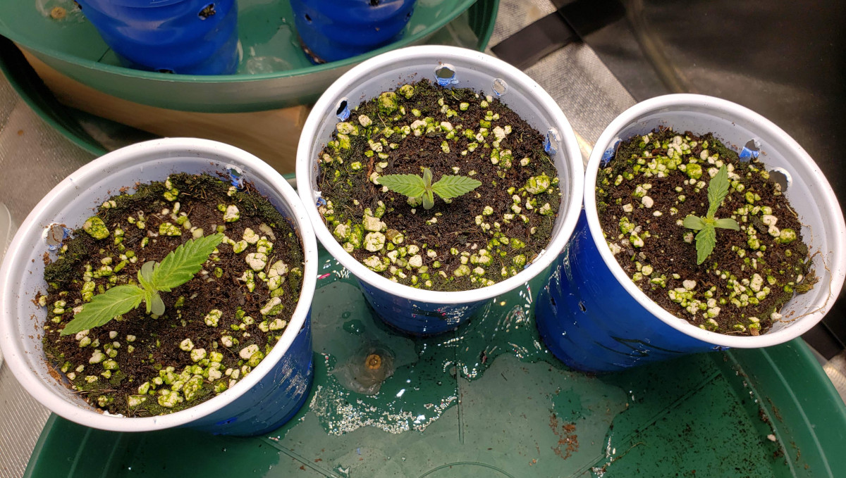 Strawberry Pie Auto Cannabis Strain Week-by-Week Guide: 3 autoflower seedlings in solo cups Strawberry Pie Auto Cannabis Strain Week-by-Week Guide: 3 autoflower seedlings in solo cups